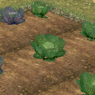 Cabbage (Homestead) on Homestead.png