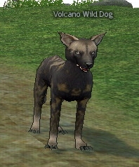 Picture of Volcano Wild Dog