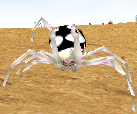Picture of White-spot Desert Spider