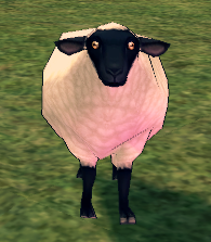 Picture of Tara Sheep