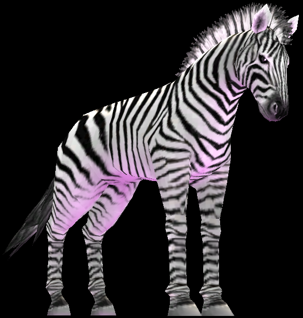 Picture of Zebra