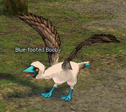 Blue-footed_Booby_%28Black_Wing%29.png