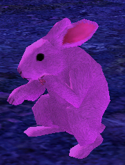 Picture of Mutant Rabbit