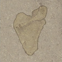 Scapula fossil.PNG