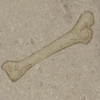 Tibia fossil.PNG