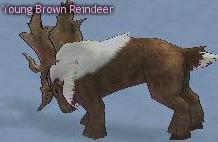 Picture of Young Brown Reindeer