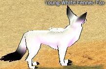 Picture of Young White Fennec Fox