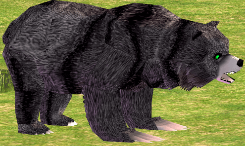 Picture of Black Grizzly Bear