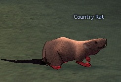 Country Rat.jpg