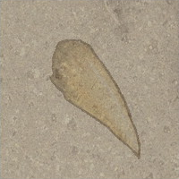 Tooth fossil.PNG