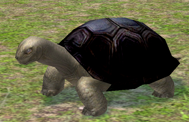Picture of Enraged Turtle