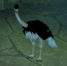 Picture of Black Ostrich