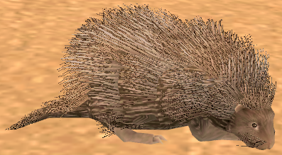 Picture of Young Brown Porcupine