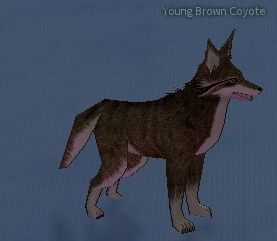 Picture of Young Brown Coyote
