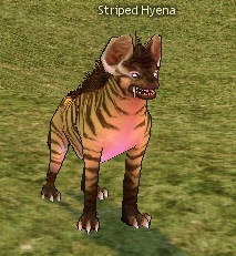 Picture of Striped Hyena (Savannah)