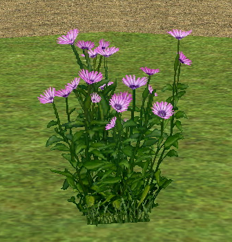 Small Chrysanthemum on Homestead.png