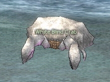 Picture of White Blind Crab