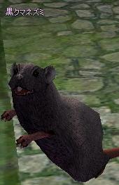 Picture of Black Ship Rat (Hardmode)