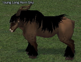 Picture of Young Long Horn Gnu