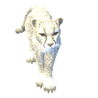 White Cheetah1.png