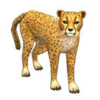 Cheetah1.jpg