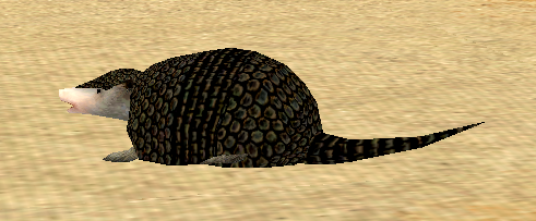 Picture of Young Black Armadillo