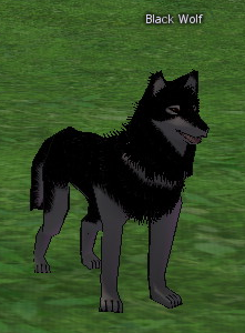 Picture of Black Wolf