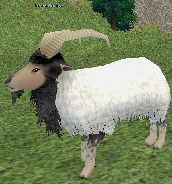 Picture of White Mountain Sheep
