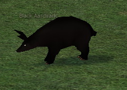 Picture of Black Aardvark