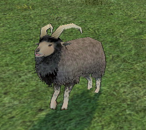 Picture of Brown Mountain Sheep