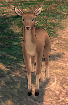 Picture of Doe