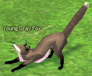 Picture of Young Gray Fox