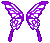Fuschia Cutiefly Wings