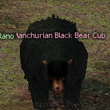 Picture of Manchurian Black Bear Cub