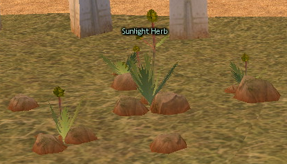 Sunlight Herb Patch - Mabinogi World Wiki