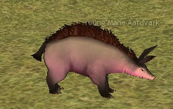 Picture of Young Maned Aardvark