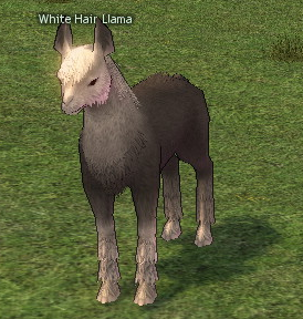 Picture of White Hair Llama