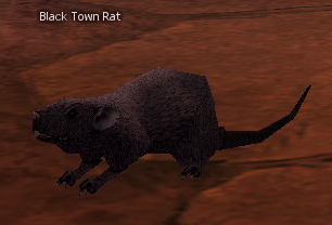 Picture of Black Town Rat