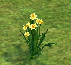 Homestead Daffodil on Homestead.png