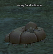 Picture of Young Sand Millipede