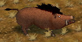 Picture of Boar