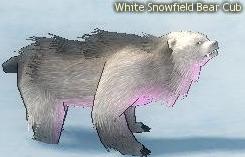 Picture of White Snowfield Bear Cub