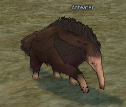 Picture of Anteater