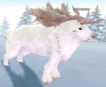 Picture of White Reindeer