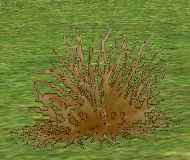 Homestead Desert Grass on Homestead.png