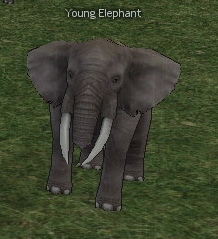 Picture of Young Elephant (Brown)