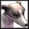 Pet Greyhound.png