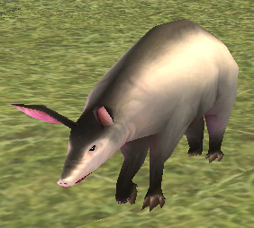 Picture of Young Big-eared Aardvark