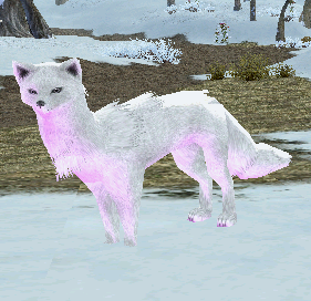Picture of Tundra Fox