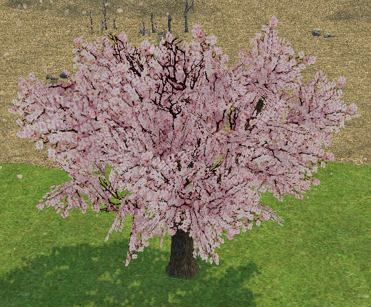 Building preview of Homestead Cherry Blossom Tree